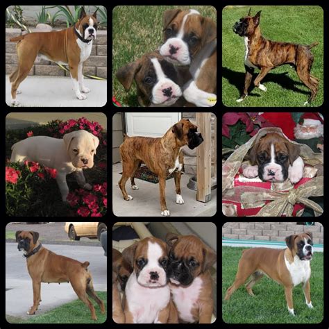 boxer puppies grand junction colorado|boxer elder creek.